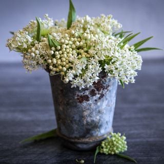 Ice Ballet Milkweed in a metal cup on a gray background.