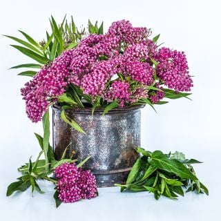 Red or Swamp Milkweed flowers in metal can with white background.
