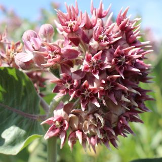Milkweed Showy from Maggie Hirschauer copyright w permission to use for BCHS ONLY