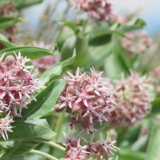 Milkweed Showy from Maggie Hirschauer copyright w permission to use for BCHS ONLY