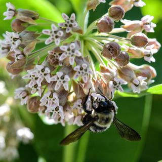 Showy Milkweed with pollinator bee.