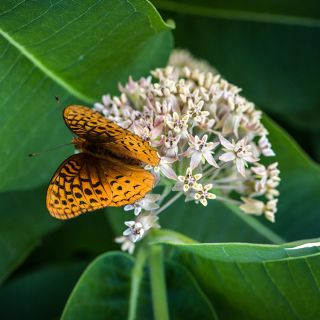 Showy Milkweed with Butterfly. 