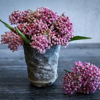 Soulmate Milkweed flowers in a patina metal pot on a grey background.