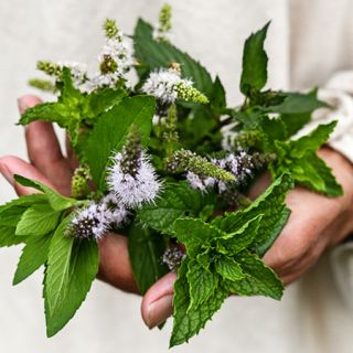 Mint - Marvelous Mix