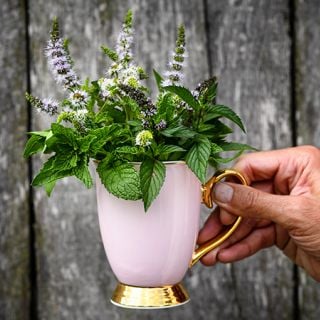 Mint - Marvelous Mix