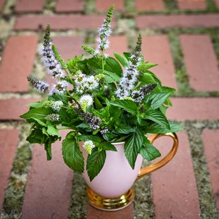 Mint - Marvelous Mix