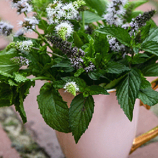 Marvelous Mix Mint in pink cup 