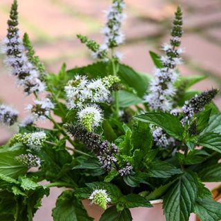 Marvelous Mix Mint