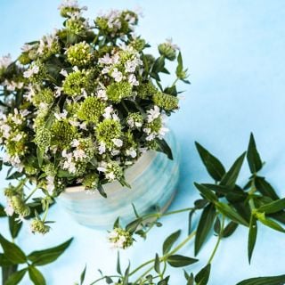 Mountain Mint blooms