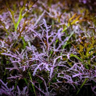 Japanese Red Mustard Mizuna growing in the greenhouses at Baker Creek.