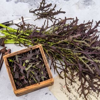 Japanese Red Mustard Mizuna on a light background with Japanese accents.