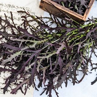 Detail of Japanese Red Mustard Mizuna leaves with Japanese accents.