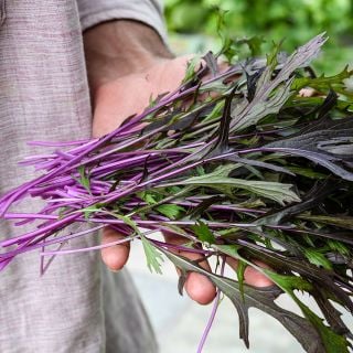Japanese Pink Mizuna 