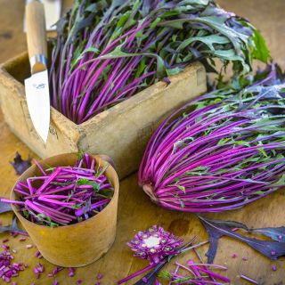 Vibrant Japanese Pink Mizuna 