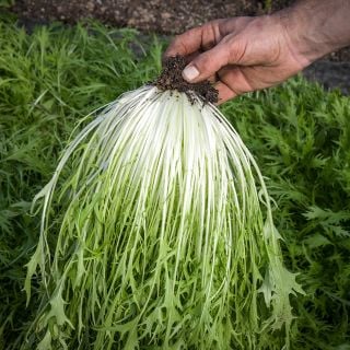Summer 605 Mizuna freshly pulled from garden.