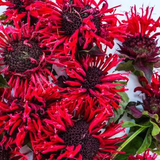 A close-up of Panorama Red Bee Balm blooms on a white background.