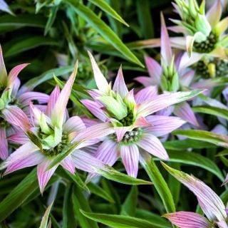 A close-up of Spotted Bee Balm growing in the gardens at Baker Creek in Mansfield, Missouri.