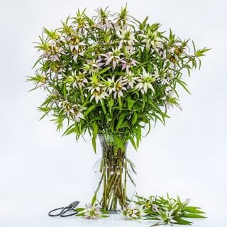 A floral arrangement of Spotted Bee Balm in a glass vase with garden scissors on a white background.
