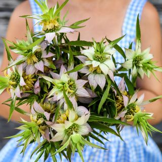 A little girl in gingham blue dress holds a bouquet of Spotted Bee Balm flowers.