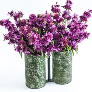 Double florist bucket full of Bergamo Bee Balm blooms on a white background.