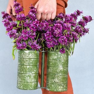 Gardener holding handled metal florist buckets full of Bergamo Bee Balm against a stucco wall.
