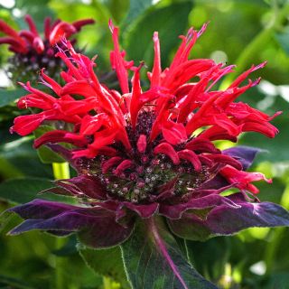 A Panorama Red Bee Balm flower blooming in the garden at Baker Creek.