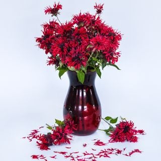 A red vase full of Panorama Red Bee Balm blooms on white background.
