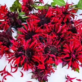 Panorama Red Bee Balm blooms arranged on a white background.