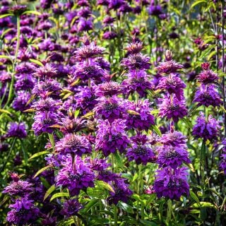 Bergamo Bee Balm growing in the trial gardens at Baker Creek in Mansfield, Missouri.
