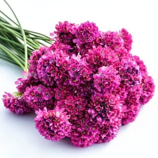 A freshly picked bouquet of Morning Star Deep Rose Armeria Maritima flowers on a white background.
