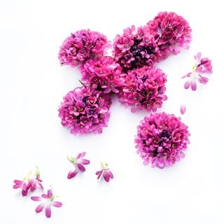 Seven Morning Star Deep Rose Armeria Maritima blooms with petals on a white background.