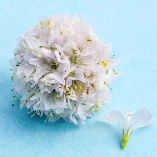 An extreme close-up of the Morning Star White Armeria Maritima flower on a blue background.