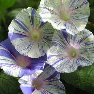 Carnevale Di Venezia - Morning Glory