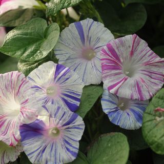 Carnevale Di Venezia - Morning Glory