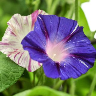 Carnevale Di Venezia - Morning Glory