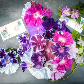 Imperial Japanese Mix Morning Glory with flower stamped envelopes.