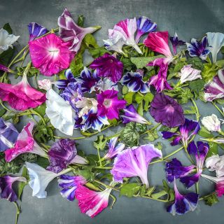 Imperial Japanese Mix Morning Glory 