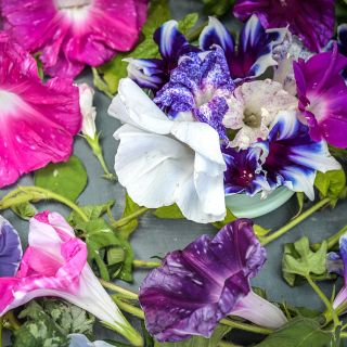 Imperial Japanese Mix Morning Glory 