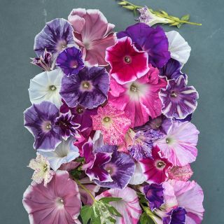 Imperial Japanese Mix Morning Glory 