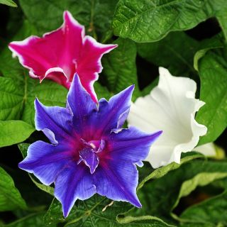 Kikyozaki Mixed - Morning Glory
