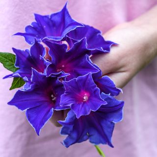 Kikyozaki Mixed - Morning Glory