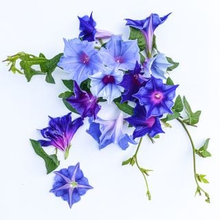 Kikyozaki Mixed - Morning Glory