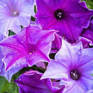 Kikyozaki Mixed - Morning Glory