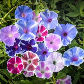 Mount Fuji Morning Glory Blooms