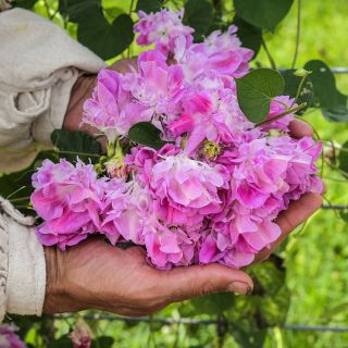 A man wearing a tunic holds a bountiful bouquet of Split Second Morning Glory flowers.