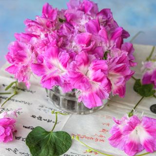 Split Second Morning Glory in small container atop parchment with light background