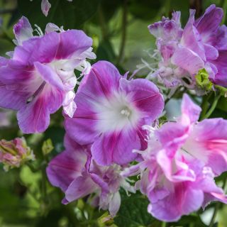 Several bright pink Split Second Morning Glory flowers growing on a vine.