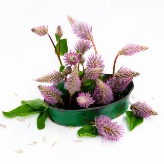 Matilda flowers arrangedin a green floral dish on a white background.