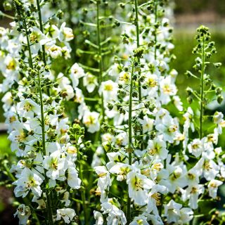 White Bride Mullein growing in the trial gardens at Baker Creek in Mansfield, Missouri.