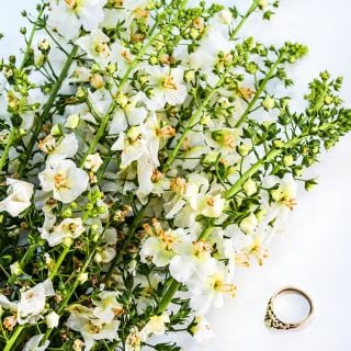 White Bride Mullein flowers with a wedding ring on white background.